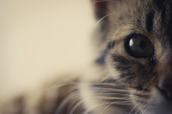 Картинка животные коты морда