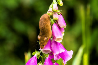 Картинка животные крысы +мыши мышка