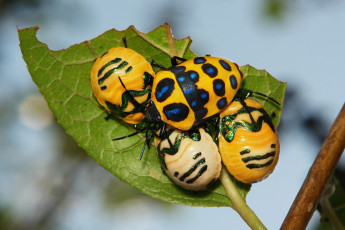 Картинка животные насекомые жуки