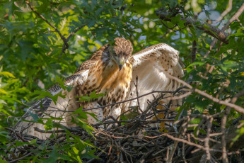 Картинка животные птицы+-+хищники птичка