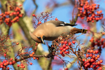Картинка животные свиристели птичка