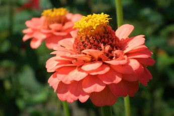 Картинка цветы цинния розовый макро