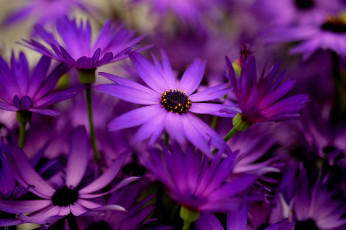 Картинка цветы листики веточки