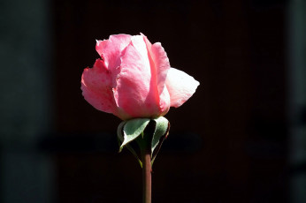 Картинка цветы розы розовый бутон