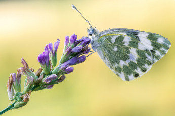 Картинка животные бабочки +мотыльки +моли бабочка