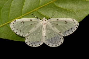 Картинка животные бабочки +мотыльки +моли бабочка