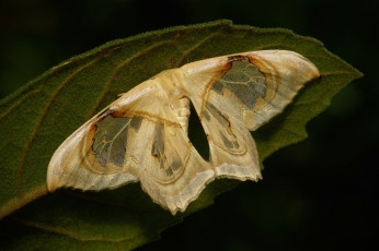 Картинка животные бабочки +мотыльки +моли моль