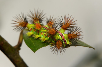 обоя животные, гусеницы, гусеница