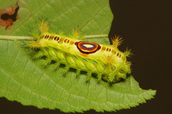 обоя животные, гусеницы, гусеница