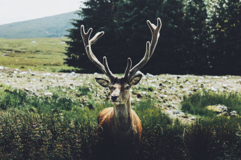 Картинка животные олени деревья камни трава