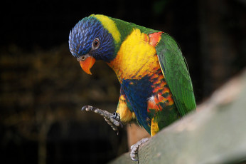 Картинка животные попугаи птичка