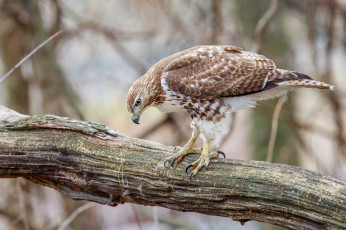 Картинка животные птицы+-+хищники птичка