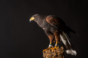 Картинка животные птицы+-+хищники птичка