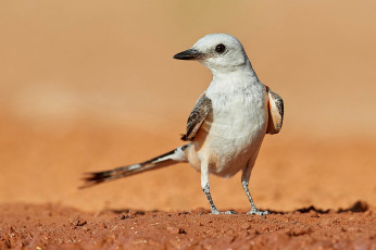 Картинка животные птицы птичка