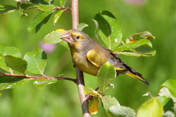 Картинка животные птицы птичка