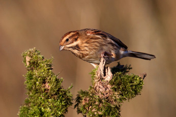 Картинка животные птицы птичка