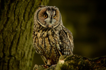 Картинка животные совы птичка