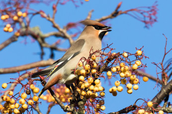 Картинка животные свиристели птичка
