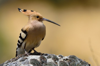 Картинка животные удоды птичка