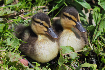 Картинка животные утки птичка