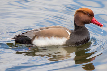 Картинка животные утки птичка