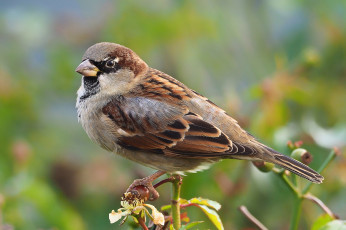 Картинка животные воробьи птичка