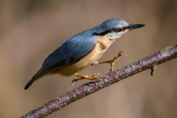 Картинка животные зимородки птичка
