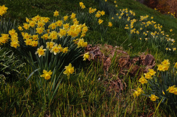 Картинка цветы нарциссы трава желтый цвет