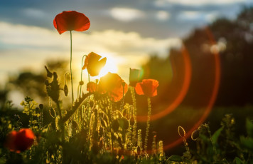 Картинка цветы маки свет лето