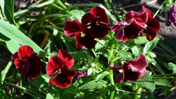 Картинка цветы анютины+глазки+ садовые+фиалки бордовый цвет