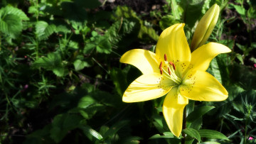 Картинка цветы лилии +лилейники желтый цвет