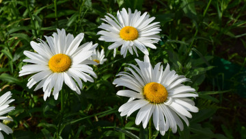 Картинка цветы ромашки белый цвет