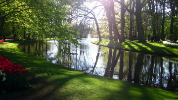 Картинка природа парк отражение клумбы тюльпаны весна водоем