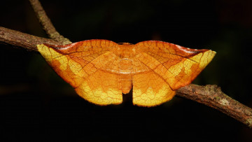 Картинка животные бабочки +мотыльки +моли мотылёк