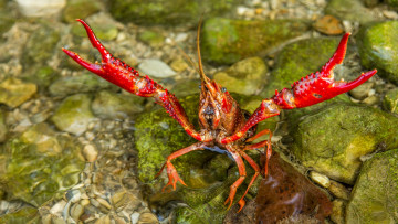 Картинка животные крабы +раки клншни