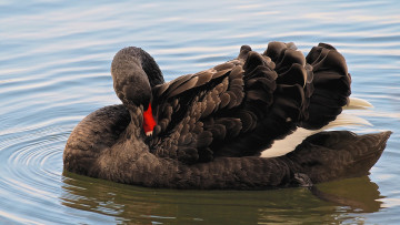 Картинка животные лебеди птичка