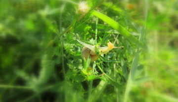 Картинка животные улитки улитка