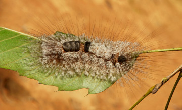 обоя животные, гусеницы, гусеница