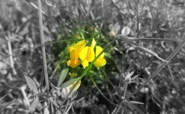 Картинка цветы луговые+ полевые +цветы макро