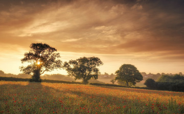 Картинка природа восходы закаты лето утро маки туман