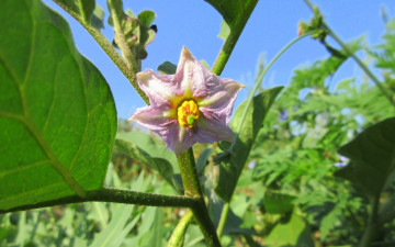 Картинка цветы цветущие+овощи +ягоды баклажан