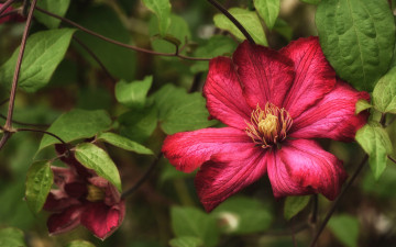 Картинка цветы клематис+ ломонос листья цветок клематис растение