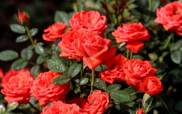 Картинка цветы розы вода капли природа