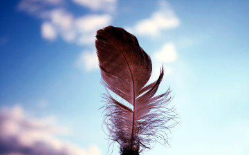 Картинка разное перья перышко боке