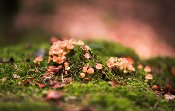 Картинка природа грибы лес