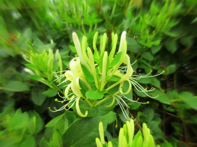 Обои картинки фото цветы, цветущие деревья ,  кустарники, макро