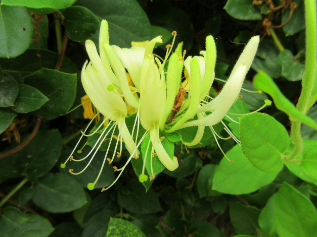 Обои картинки фото цветы, цветущие деревья ,  кустарники, макро