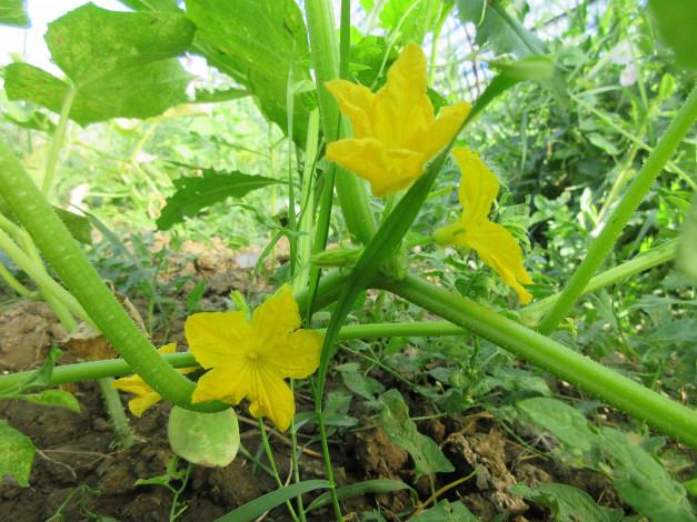 Обои картинки фото цветы, цветущие овощи,  ягоды, огурцы