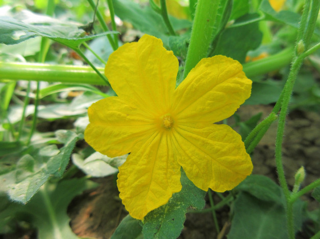 Обои картинки фото цветы, цветущие овощи,  ягоды, огурец