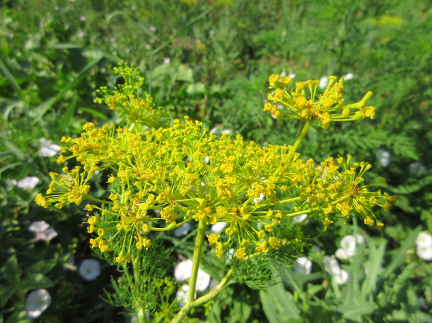 Обои картинки фото цветы, цветущие овощи,  ягоды, укроп